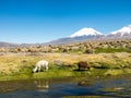 Landscape of the Andes Mountains, with llamas grazing