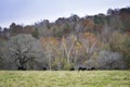 Landscape of Angus herd in autumn pasture Royalty Free Stock Photo