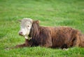 Landscape with animals in nature. One brown and white cow sitting on a green field in a rural countryside with copy Royalty Free Stock Photo