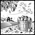 Landscape with apple harvest black and white Royalty Free Stock Photo