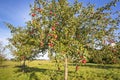 Landscape with Apple Tree in Autumn. Royalty Free Stock Photo