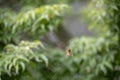 Landscape of Araneus diadematus crowned orbweaver in Japanischer Garten in Kaiserslautern Germany