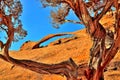 Landscape Arch, Framed by a Pine Tree, Arches National Park, Moab, Utah.