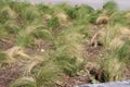 Native Grasses are a big hit in the Metroplex Overall for saving water.