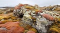 landscape arctic lichen fields