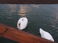 Swan Lake.Swan white. Royalty Free Stock Photo