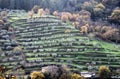 Landscape of Arezzo countryside with the traditional terracing