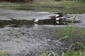 Landscape Around A Swamp Pond In Tampa Florida