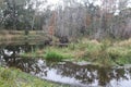 Landscape Around A Swamp Pond In Tampa Florida