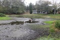 Landscape Around A Swamp Pond In Tampa Florida