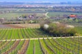 Landscape around the town Forst during the almond blossom in spring Royalty Free Stock Photo