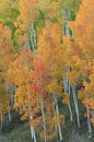 Autumn Aspen Grove Colorado Royalty Free Stock Photo