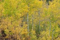 Autumn Aspen Grove Colorado Royalty Free Stock Photo