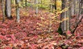 Autumn colored beech trees Royalty Free Stock Photo