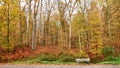 Autumn colored beech trees Royalty Free Stock Photo
