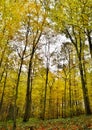 Autumn colored beech trees Royalty Free Stock Photo