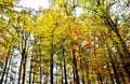 Autumn colored beech trees Royalty Free Stock Photo