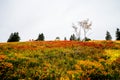 Landscape in autumn at Feldberg in the Black Forest.