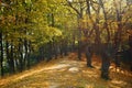 Autumn forest path road with falling yellow leaves