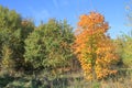 Landscape, autumn forest Royalty Free Stock Photo