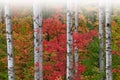 Autumn Aspens and Maple in Fog Royalty Free Stock Photo