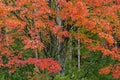 Autumn Forest with Maples and Aspens Royalty Free Stock Photo