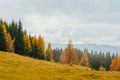 landscape autumn in the mountains colored coniferous forest