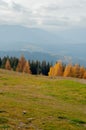 landscape autumn in the mountains colored coniferous forest