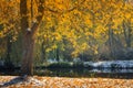 Landscape of autumn park. View of fallen yellow leaves and first snow in sunshine. Royalty Free Stock Photo