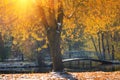 Landscape of autumn park. View of fallen yellow leaves and first snow in sunshine.