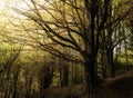 Landscape of autumn trees in Bosque de la Grevolosa