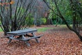 Landscape with a autumn trees, old wooden table and bench and many yellow leaves Royalty Free Stock Photo