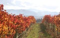 Landscape of Autumn Vineyard