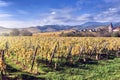 Landscape with autumn vineyards. France, Alsace Royalty Free Stock Photo