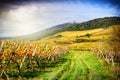 Landscape with autumn vineyards. France, Alsace Royalty Free Stock Photo