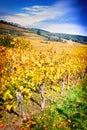 Landscape with autumn vineyards. France, Alsace Royalty Free Stock Photo