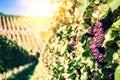 Landscape with autumn vineyards and organic grape on vine branch Royalty Free Stock Photo