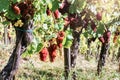 Landscape with autumn vineyards and organic grape on vine branch Royalty Free Stock Photo