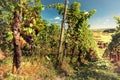 Landscape with autumn vineyards and organic grape on vine branch Royalty Free Stock Photo