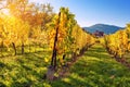 Landscape with autumn vineyards in region Alsace, France near village of Barr Royalty Free Stock Photo