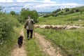 Landscape back view of an old shepherd and a dog walking toward his sheep in a countryside Royalty Free Stock Photo