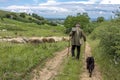 Landscape back view of an old shepherd and a dog walking toward his sheep in a countryside Royalty Free Stock Photo