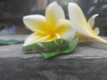 Landscape background abstract of a caterpillar eating leaf behind two flowers