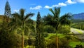 Landscape background with palm trees and mountain alm