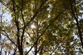 Upward view of sunlight through forest trees with blue sky Royalty Free Stock Photo