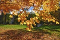 The landscape of the backyard with autumn leaf color