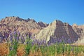 Badlands and Wooly Verbena flowers Royalty Free Stock Photo