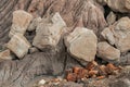 Petrified Forest National Park Royalty Free Stock Photo