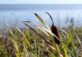 Landscape of Baltic seaside in an autumn day