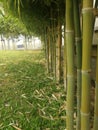 Landscape of a bamboo garden fence in the garden Royalty Free Stock Photo